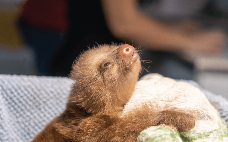 Sustainable Sloths: A Journey into Responsible Tourism and Sloth Watching