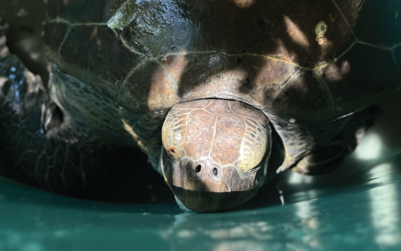 Urgent Rescue: 10 Green Sea Turtles Saved from Poachers in Limón