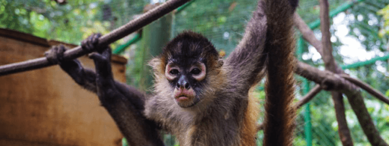 Understanding Evolution's Grasp: The Four-Fingered Hands of Spider Monkeys