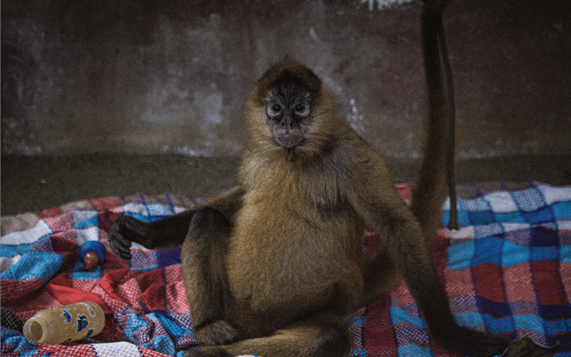 Unraveling the Secrets of Spider Monkeys
