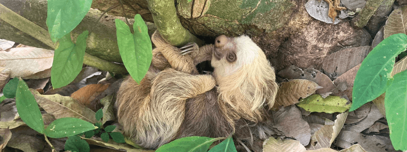 Silent Perils: Unveiling the Top 10 Threats to Sloths