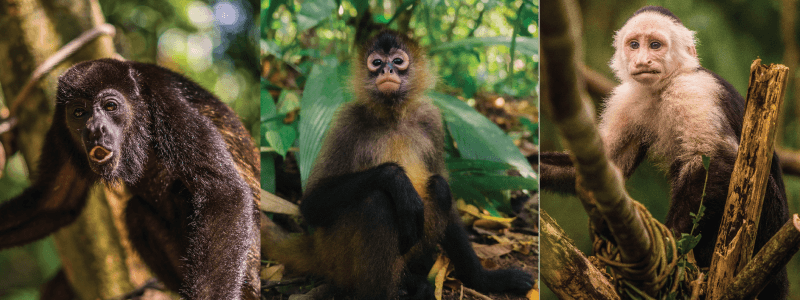 Unveiling the Unique Contrasts: Howler, Spider, and White-Faced Monkeys