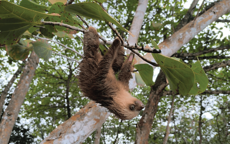 What Pollution Does to Sloth Habitats
