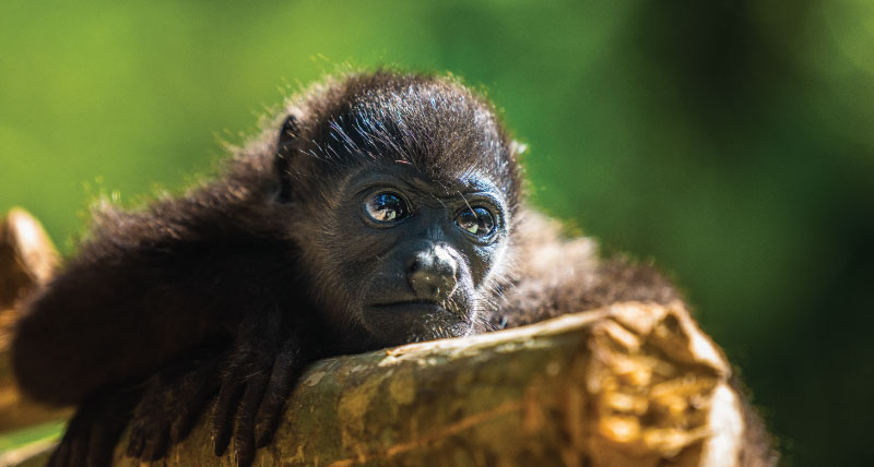 What is happening with Mexico's howler monkeys?