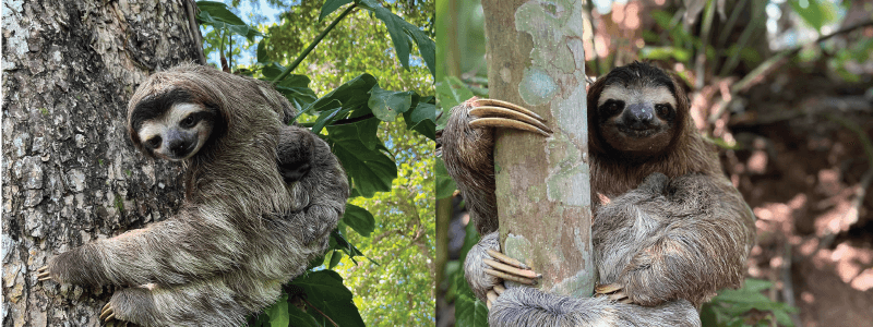 The Journey to Independence: When Sloths Part Ways with Mom