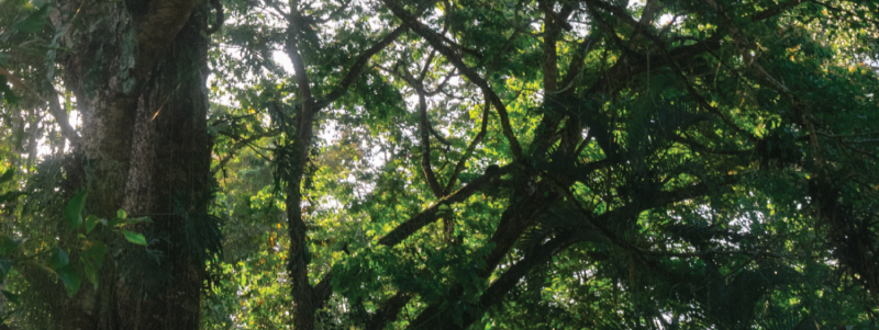 Discovering the Squirrel Monkeys of Costa Rica: Where to See These Playful Primates in the Wild