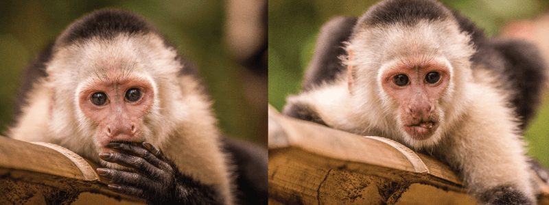 The Intriguing World of White-faced Capuchin Communication: Unveiling the Symphony of Sounds