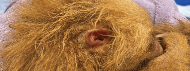 Sloth Anatomical Curiosities: Why Are Their Ears Like Ours?