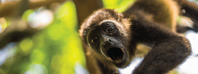 Unlocking the Mystery: Why Do Howler Monkeys Howl?