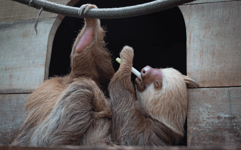 Why Sloths Are Slow: Their Stomach Secret