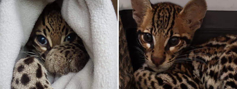 Releasing Zuthu and Khali. Two very special ocelots