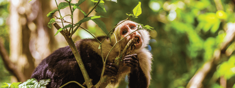 What Deforestation means in White-faced Monkeys Language