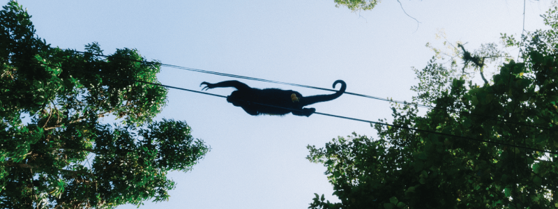 Monkeys and Electrocutions: A Big Concern in Costa Rica