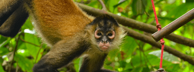Spider Monkey Threats Unveiled: Top 10 Enemies Exposed!