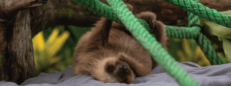 Unlocking the Slow Mystery: How Far Does a Sloth Travel Daily?