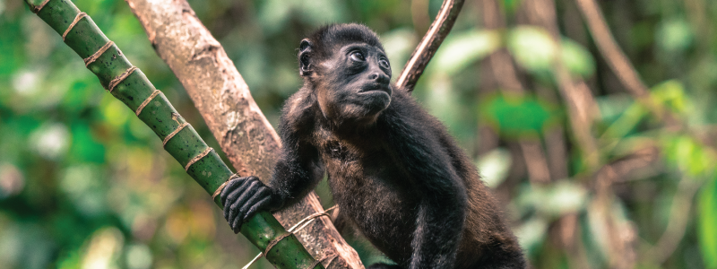Exploring Species Diversity to Unravel the Genetic Mysteries of Howler Monkeys