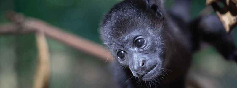 Why are howler monkeys vital for Costa Rican culture?