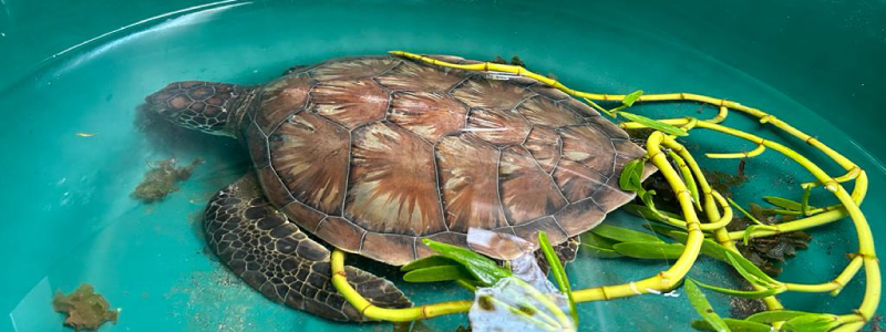 Green sea turtle rescue arrives at JRC