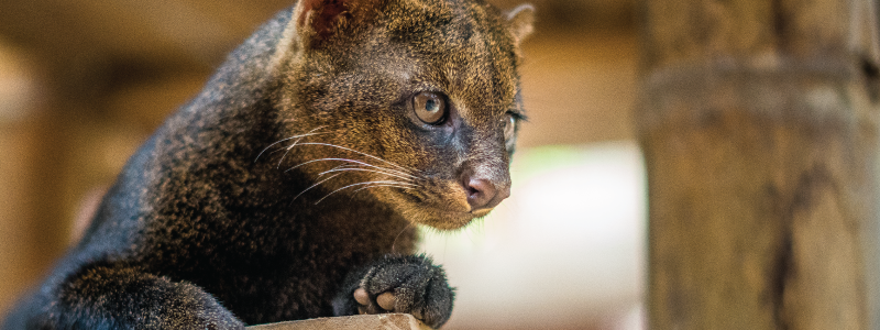 Knowing the Main Differences: Sanctuaries vs Zoos