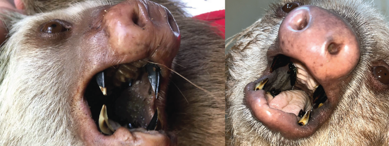 Sloth Unique Anatomy: Examining Their Teeth More Closely
