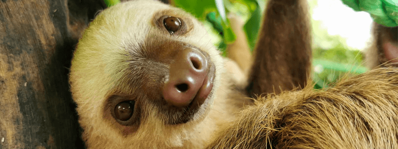 Sloth new national symbol