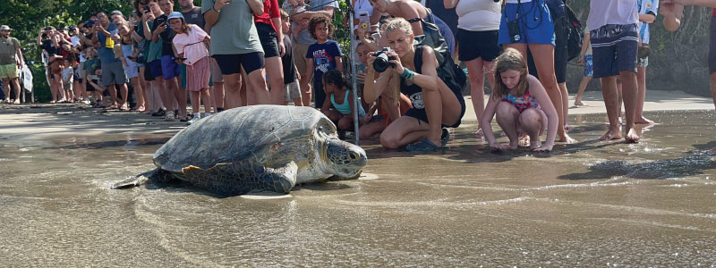 Release of 3 green sea turtles