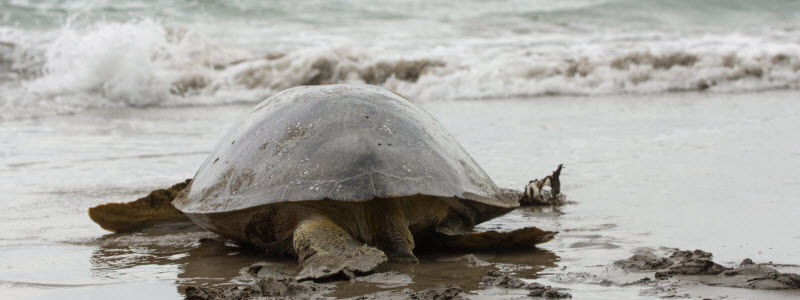 Green Sea Turtle Lays Eggs Before Passing Away
