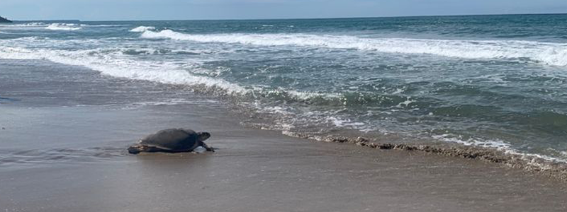 The Hawksbill Sea Turtle is back in the sea