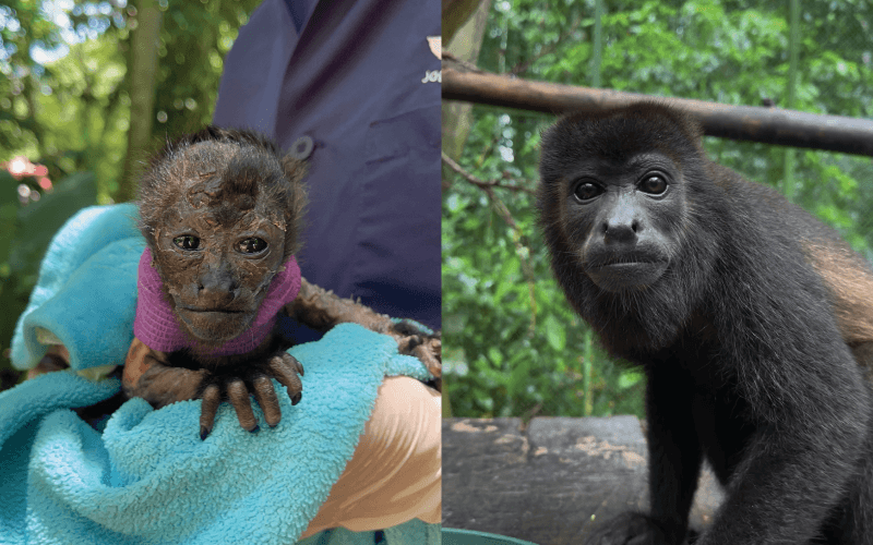 From Fragile Baby to Fearless Monkey: Kembi’s Journey