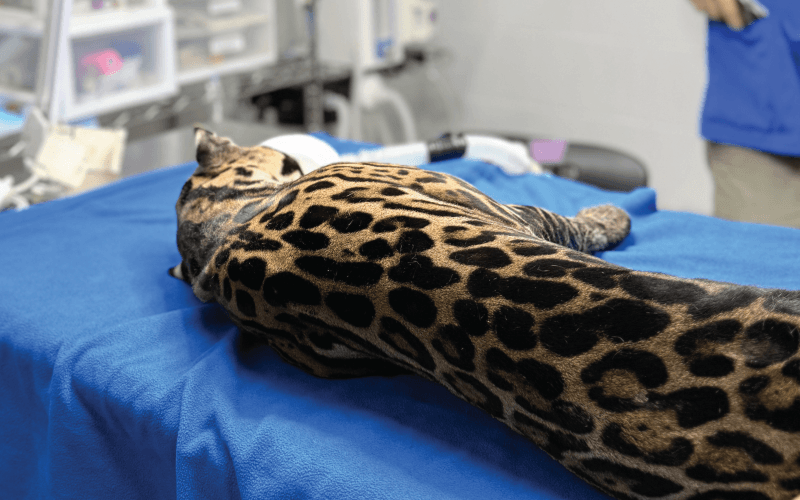 An Ocelot’s Journey Back to the Wild