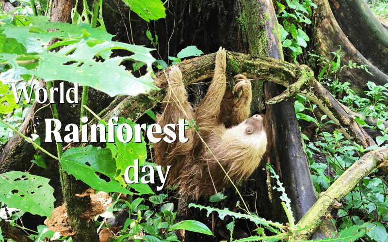 Why Saving the Rainforest Matters