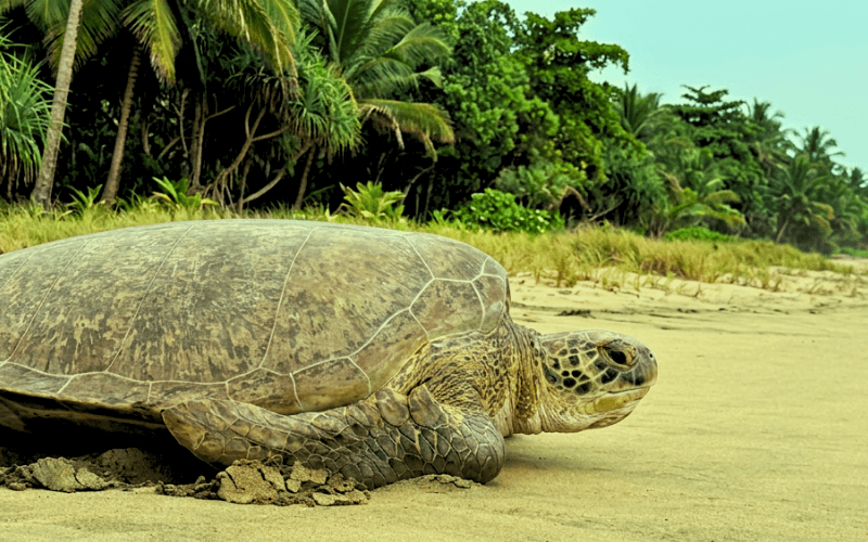 Saving the Sea Turtles