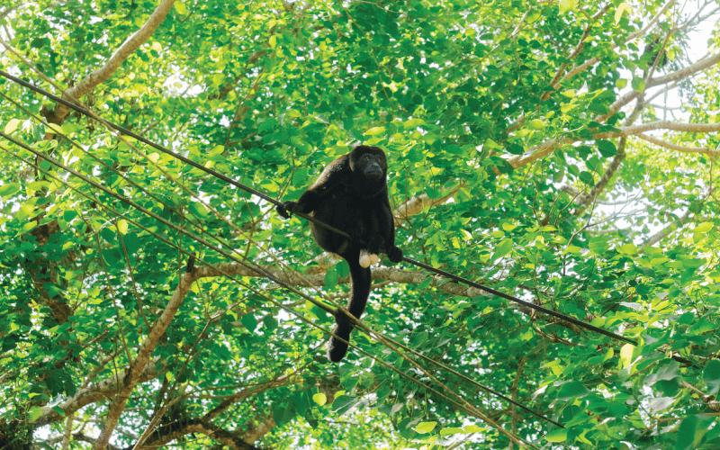 Growing a Shock-Free Future: Ma Earth and the Jaguar Rescue Center Join Forces to Protect Wildlife