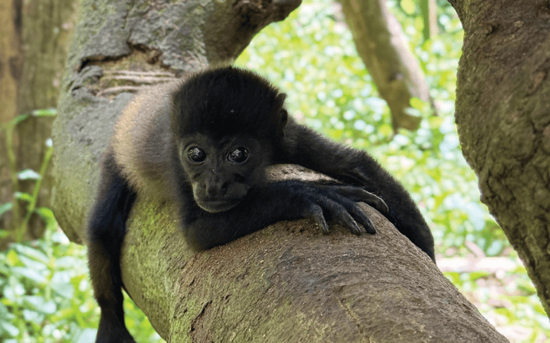 More than 700 Wild Animals Rescued So Far in 2026