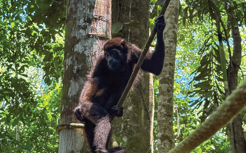 From Rescue to the Wild: The Journey of a Monkey Back to Freedom