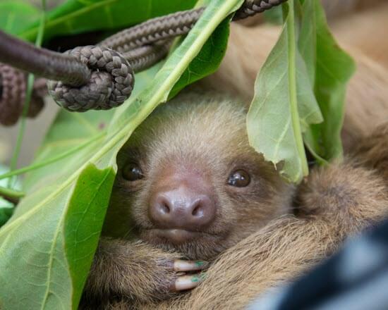 Baby sloth Costa Rica