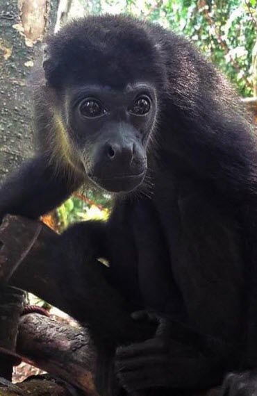 Monkeys in Costa Rica