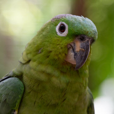 La Ceiba Primary Rainforest
