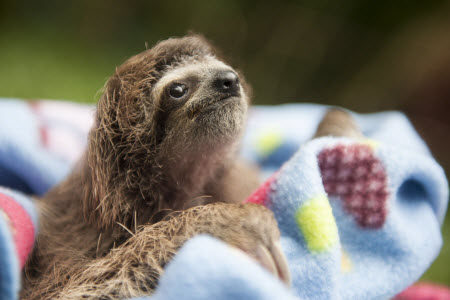 Adopt a Costa Rica Sloth
