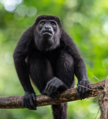 Monkeys in Costa Rica