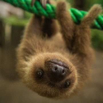 Adopt an Animal