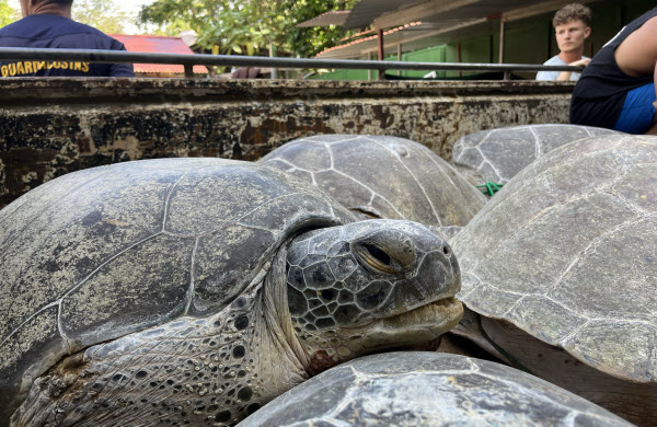 Save the Turtles