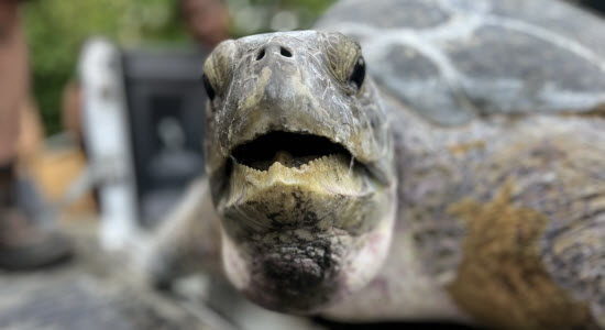 Save the Turtles
