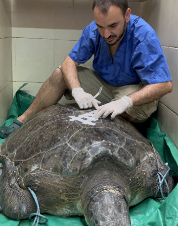 save the turtles jrc