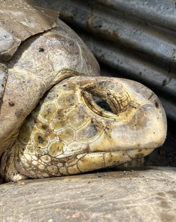 save the turtles jrc