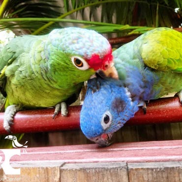 Volunteering wildlife costa rica