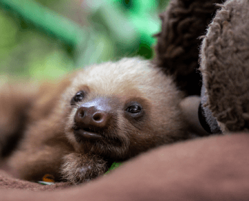 Nursery Volunteering in Costa Rica