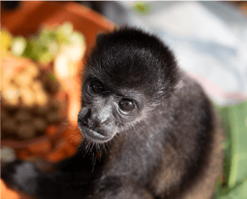 Nursery Volunteering in Puerto Viejo Limon