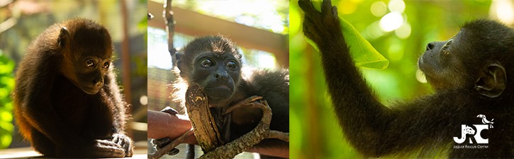 Primate Specialist Volunteering