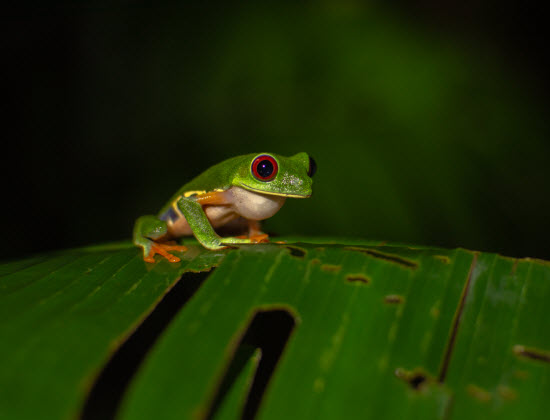 Frogs in Costa Rica